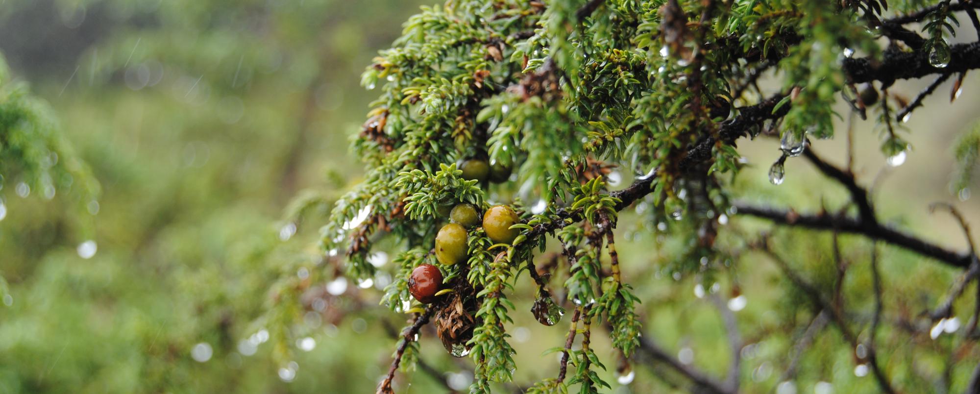 /uploads/subcanais2/juniperus-brevifoliajpg[1].jpg